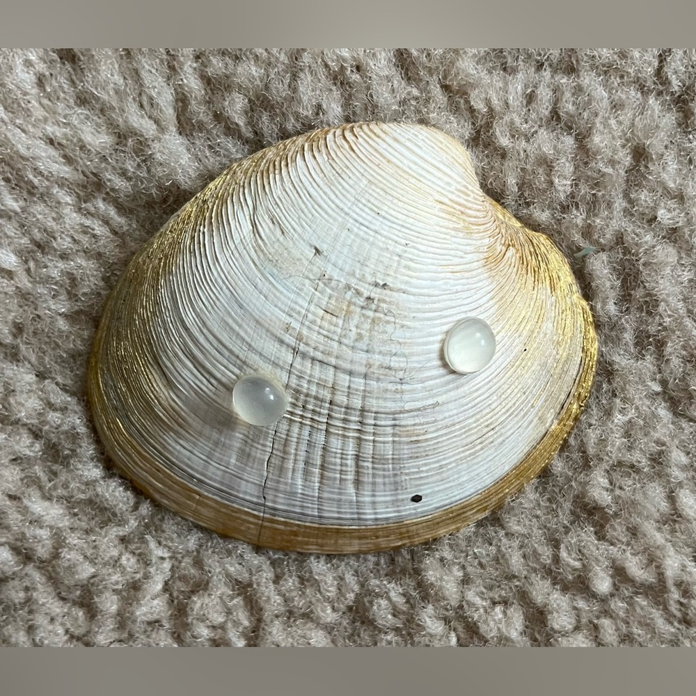 Decorative Floral Shell - Picture 2 of 2